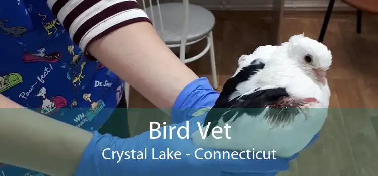 Bird Vet Crystal Lake - Connecticut