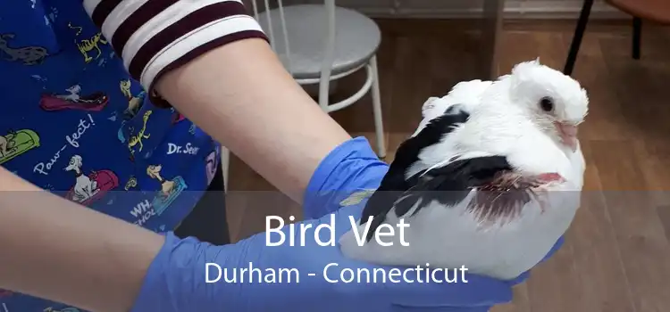 Bird Vet Durham - Connecticut