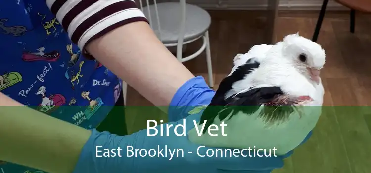 Bird Vet East Brooklyn - Connecticut