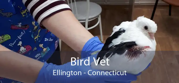 Bird Vet Ellington - Connecticut