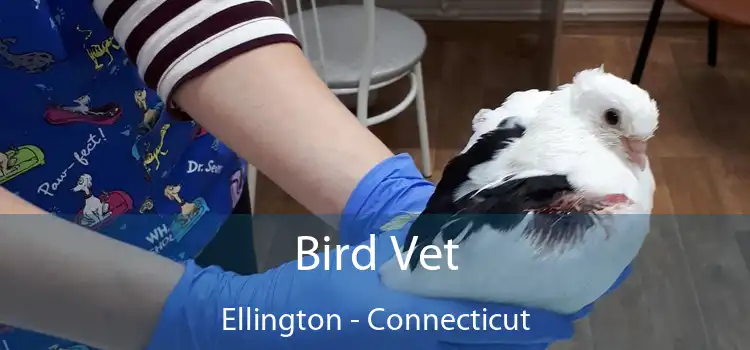 Bird Vet Ellington - Connecticut