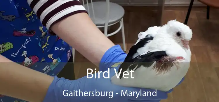 Bird Vet Gaithersburg - Maryland