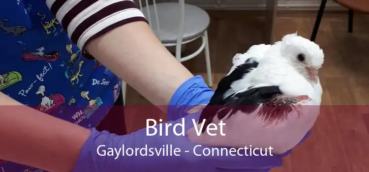Bird Vet Gaylordsville - Connecticut