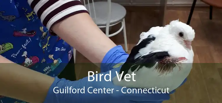 Bird Vet Guilford Center - Connecticut