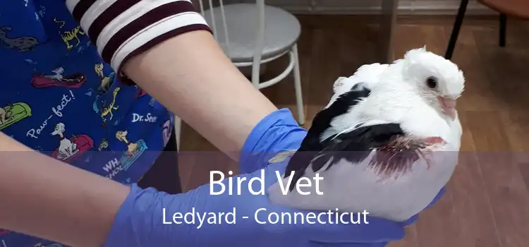 Bird Vet Ledyard - Connecticut