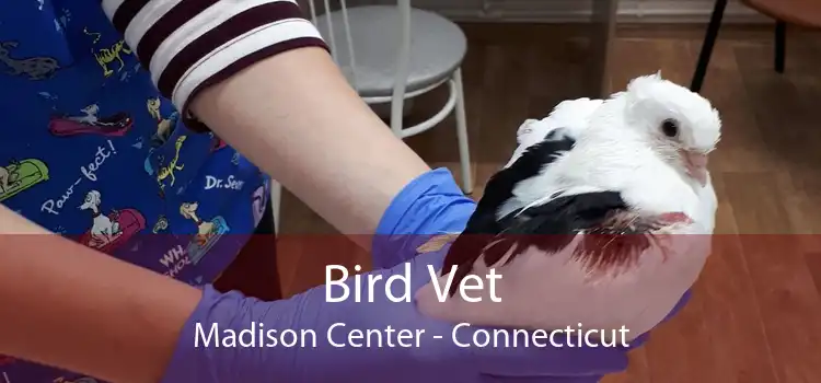 Bird Vet Madison Center - Connecticut
