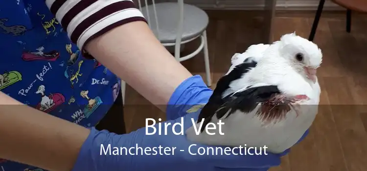 Bird Vet Manchester - Connecticut