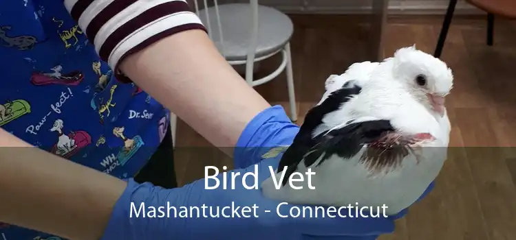 Bird Vet Mashantucket - Connecticut