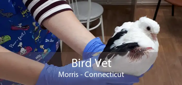 Bird Vet Morris - Connecticut