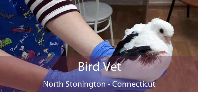 Bird Vet North Stonington - Connecticut