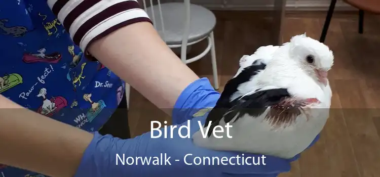 Bird Vet Norwalk - Connecticut