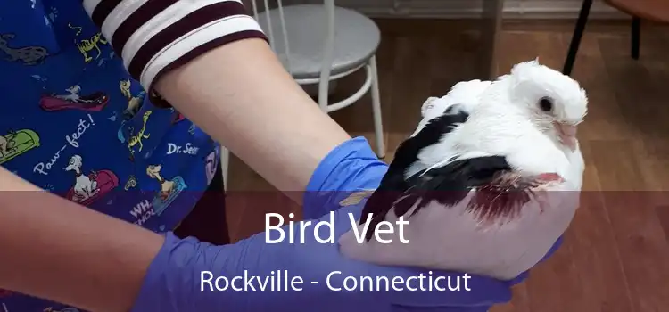 Bird Vet Rockville - Connecticut