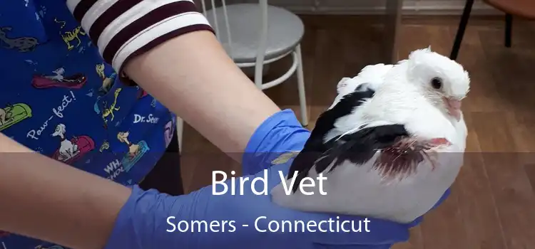 Bird Vet Somers - Connecticut