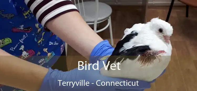 Bird Vet Terryville - Connecticut