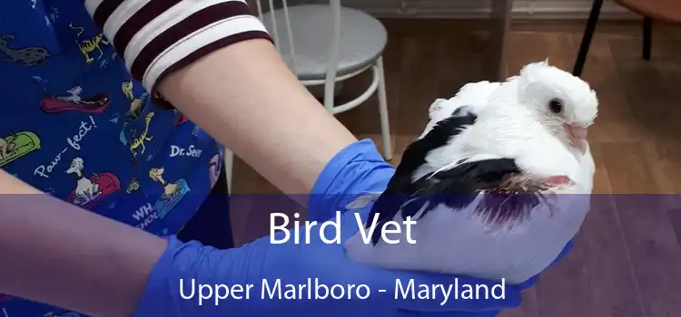 Bird Vet Upper Marlboro - Maryland