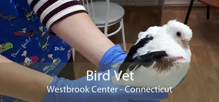 Bird Vet Westbrook Center - Connecticut