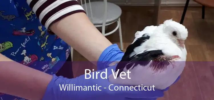 Bird Vet Willimantic - Connecticut