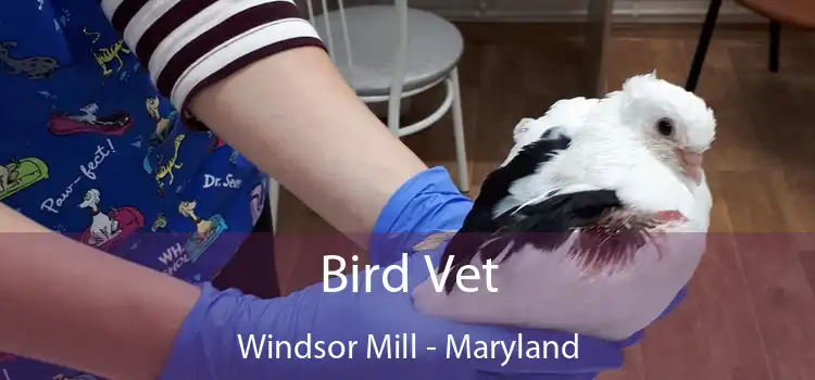 Bird Vet Windsor Mill - Maryland