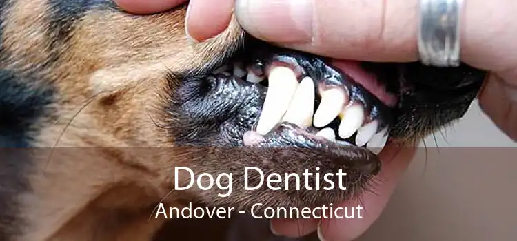 Dog Dentist Andover - Connecticut