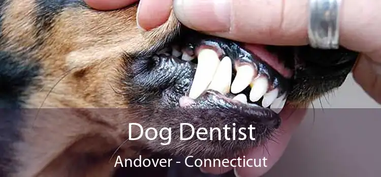 Dog Dentist Andover - Connecticut