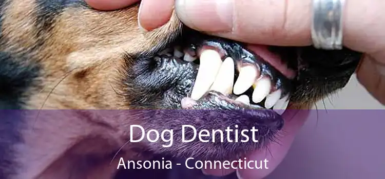 Dog Dentist Ansonia - Connecticut