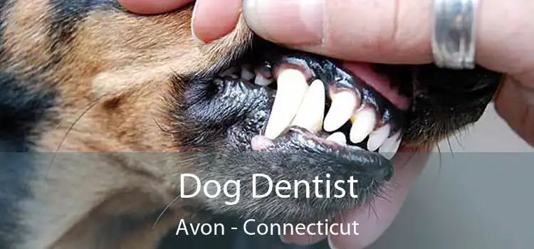 Dog Dentist Avon - Connecticut