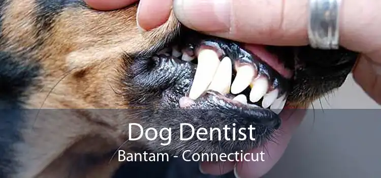 Dog Dentist Bantam - Connecticut