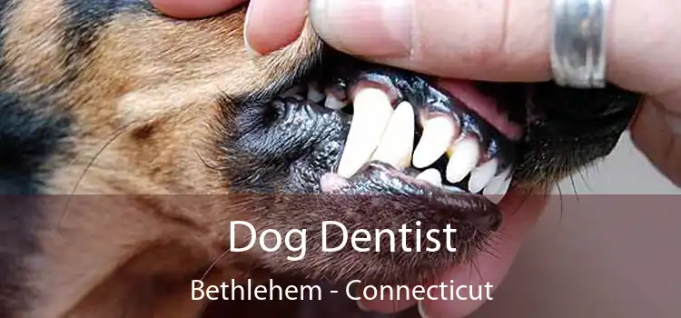 Dog Dentist Bethlehem - Connecticut