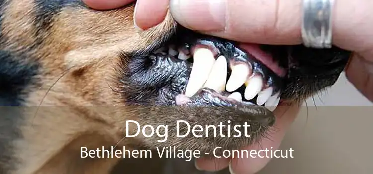 Dog Dentist Bethlehem Village - Connecticut