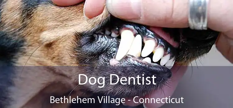 Dog Dentist Bethlehem Village - Connecticut