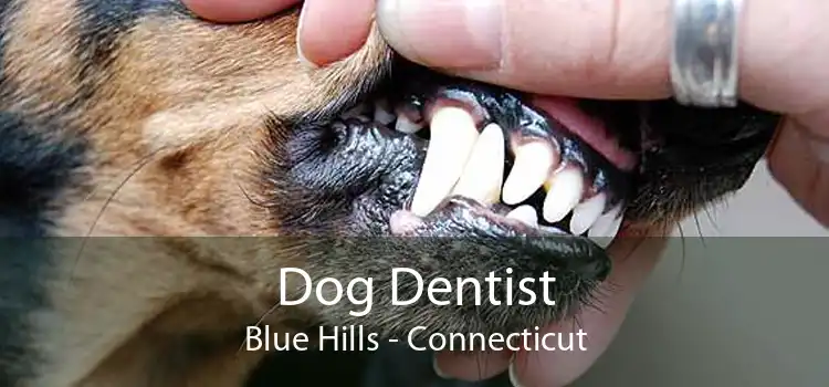 Dog Dentist Blue Hills - Connecticut