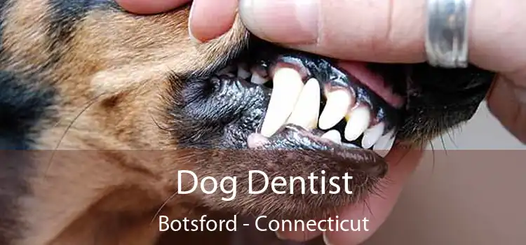 Dog Dentist Botsford - Connecticut