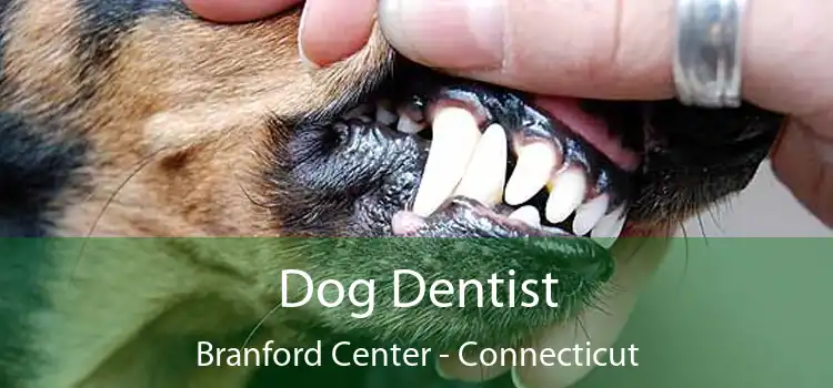Dog Dentist Branford Center - Connecticut