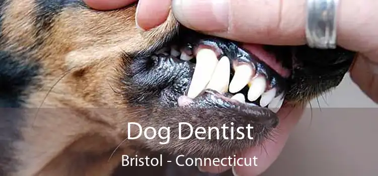 Dog Dentist Bristol - Connecticut