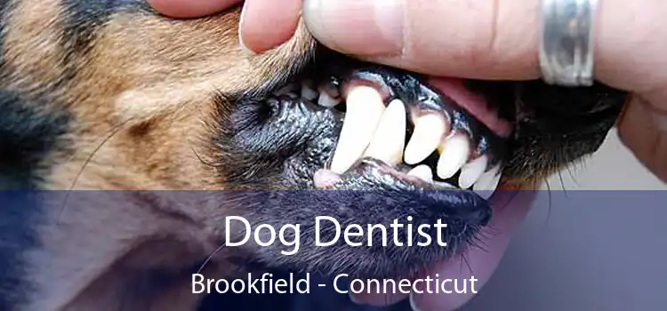 Dog Dentist Brookfield - Connecticut