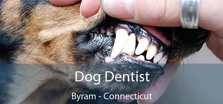 Dog Dentist Byram - Connecticut