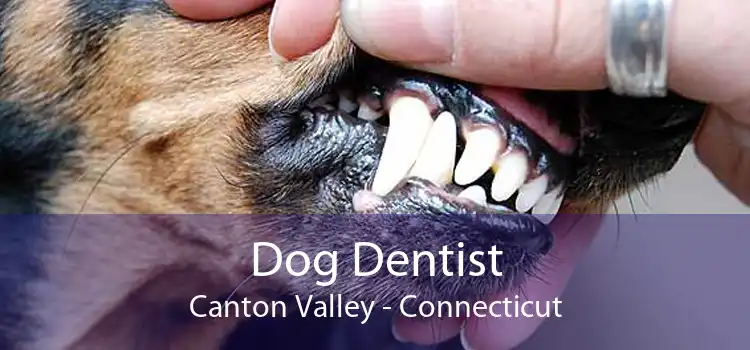 Dog Dentist Canton Valley - Connecticut