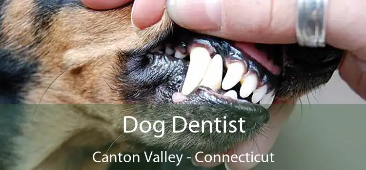 Dog Dentist Canton Valley - Connecticut