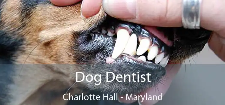 Dog Dentist Charlotte Hall - Maryland