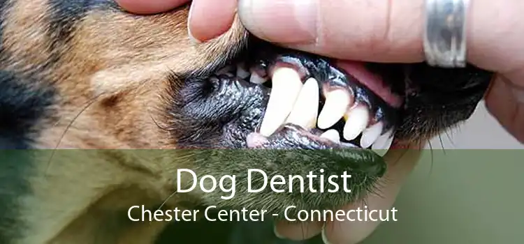 Dog Dentist Chester Center - Connecticut