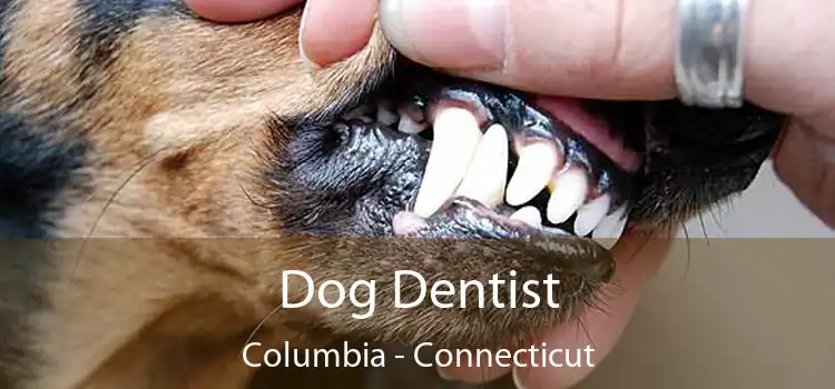 Dog Dentist Columbia - Connecticut