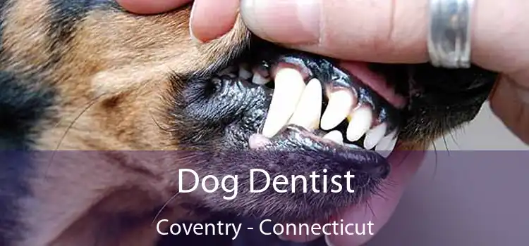 Dog Dentist Coventry - Connecticut