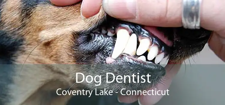 Dog Dentist Coventry Lake - Connecticut