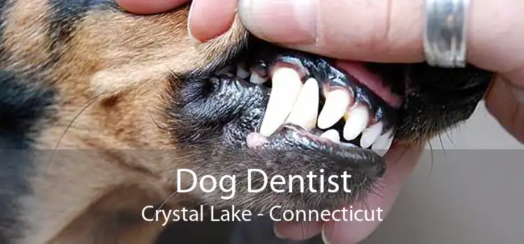 Dog Dentist Crystal Lake - Connecticut