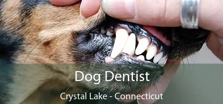 Dog Dentist Crystal Lake - Connecticut