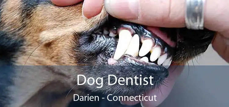 Dog Dentist Darien - Connecticut