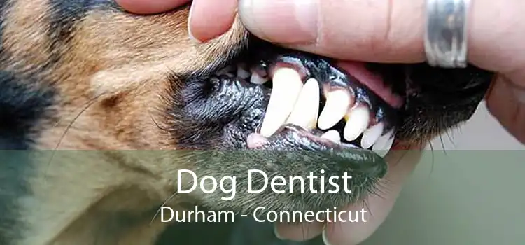 Dog Dentist Durham - Connecticut