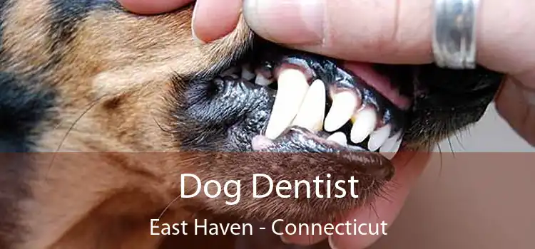 Dog Dentist East Haven - Connecticut