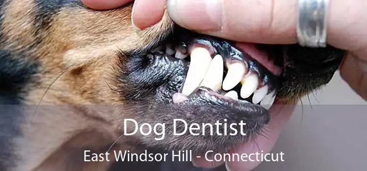 Dog Dentist East Windsor Hill - Connecticut