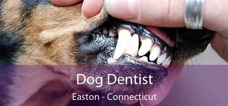 Dog Dentist Easton - Connecticut